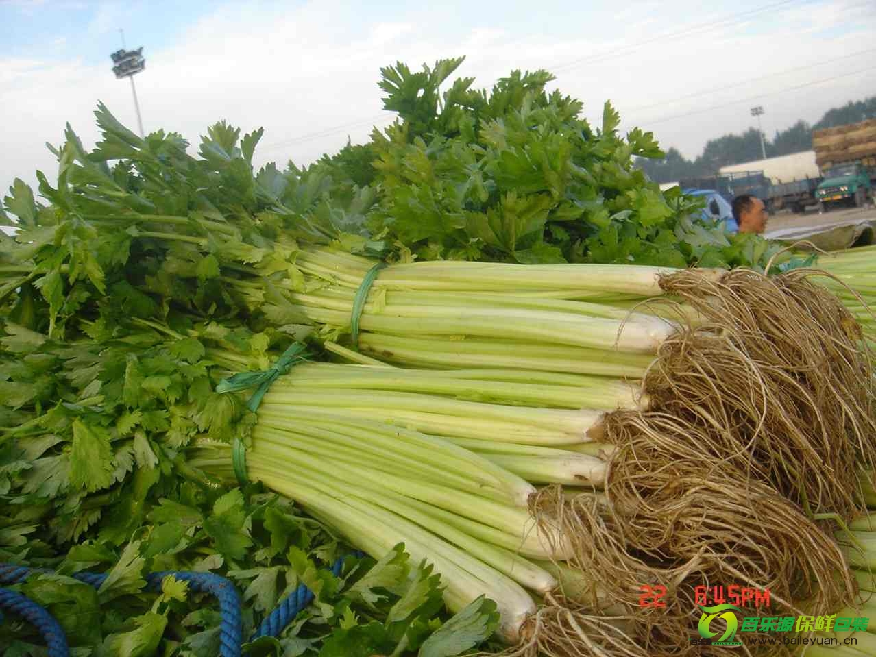 西芹蟲(chóng)害