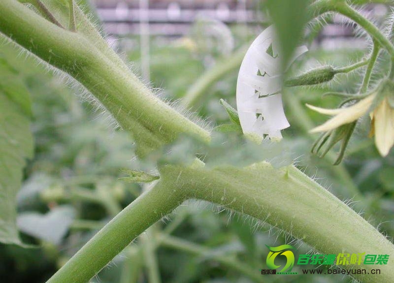 番茄裂莖是咋回事？