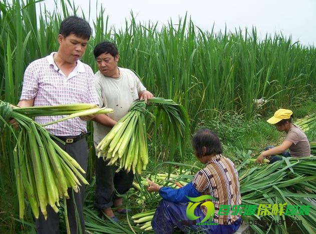 茭白營養(yǎng)價(jià)值